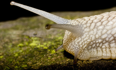 Image showing head of snail