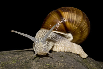 Image showing snail in black background