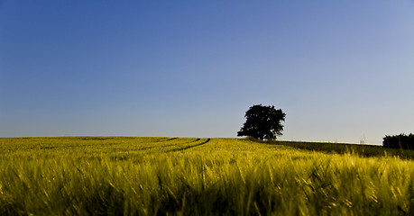 Image showing single tree and grainfield