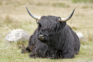 Image showing black highland cattle