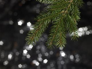 Image showing green fir branch detail