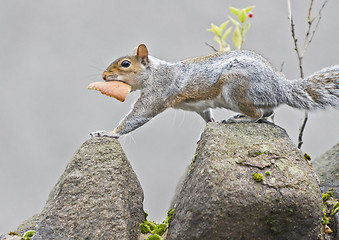 Image showing squirrel with bread at wall