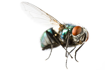 Image showing flying house fly in extreme close up