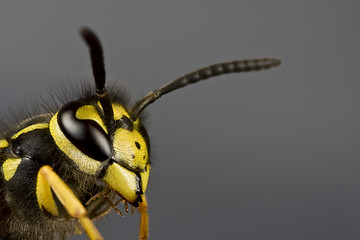 Image showing head of wasp in grey background