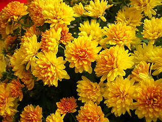 Image showing Chrysanthemum