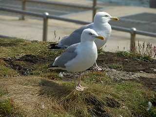 Image showing Seagulls