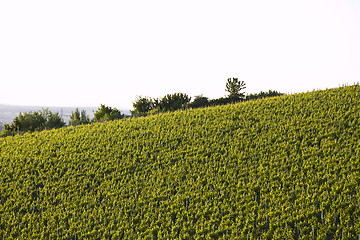 Image showing vineyard in south germany