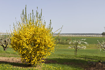 Image showing outdoor landscape with yellow scrub