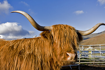 Image showing brown highland cattle with blue sky in background