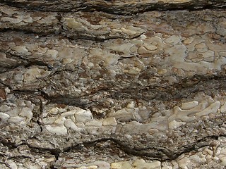 Image showing Tree Bark