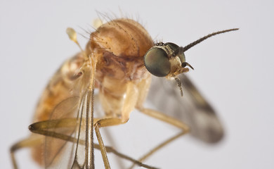 Image showing Sucking insect in close up