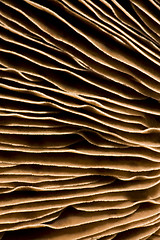 Image showing gills of a mushroom