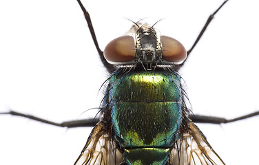 Image showing iridescent: house fly in close up