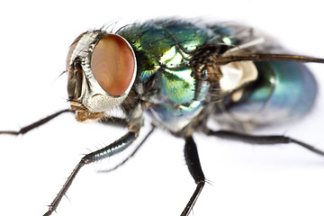 Image showing iridescent house fly in close up