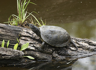 Image showing waterside scenery with European pond terrapin