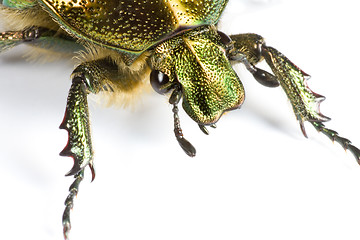 Image showing iridescent bug in close up