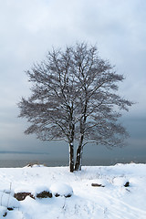 Image showing winter landscape on the shore of the Sea 