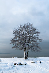 Image showing winter landscape on the shore of the Sea 