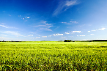 Image showing agricultural field