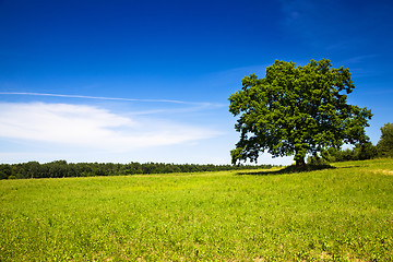 Image showing Oak (summer)