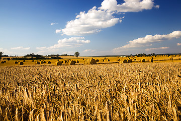 Image showing Cleaning of cereals