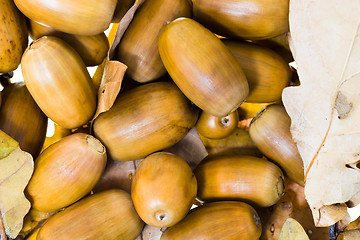 Image showing Acorns of an oak