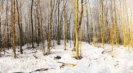 Image showing Wood in the winter