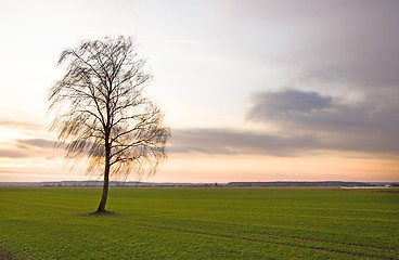 Image showing Birch (winter without snow)