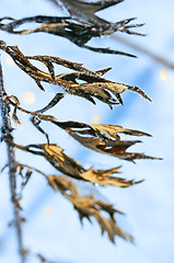 Image showing frozen leaves