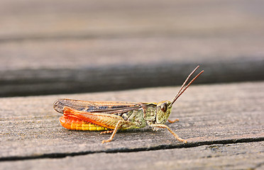 Image showing Rufous grasshopper