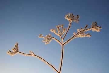 Image showing Frost Tree