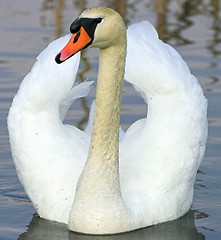 Image showing Mute swan