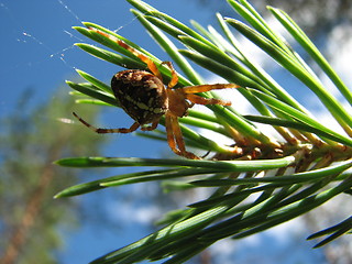 Image showing Cross spider on a twig