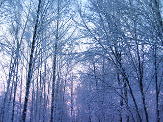 Image showing winter trees