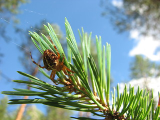 Image showing Cross spider on a twig