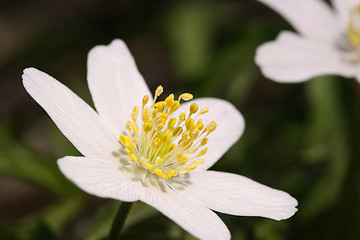 Image showing wood anemone