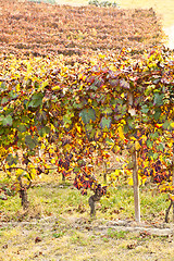 Image showing Vineyard in autumn