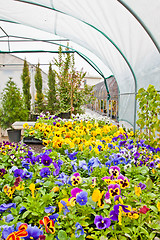 Image showing Greenhouse 