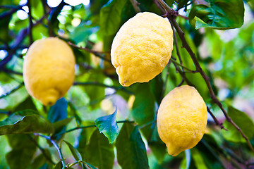 Image showing Lemon