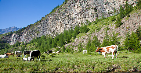 Image showing Cows and Italian Alps