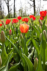 Image showing Spring tulips impregnated by the sun