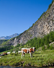 Image showing Cows and Italian Alps