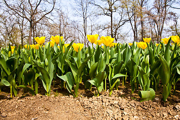 Image showing Tulips - Golden varietie