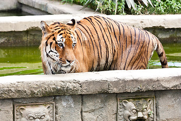 Image showing Danger: hungry tiger