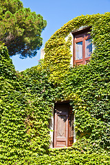 Image showing Castle covered by ivy