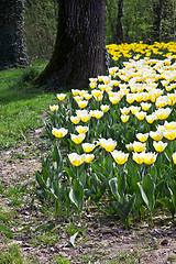 Image showing Tulips - Jaap Groot varieties