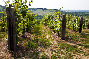 Image showing Barbera vineyard - Italy