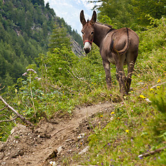 Image showing Donkey on Italian Alps