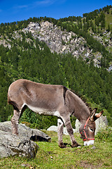 Image showing Donkey on Italian Alps