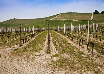 Image showing Barbera vineyard - Italy